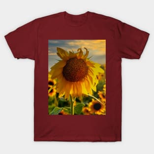 Sunflower field at sunset T-Shirt